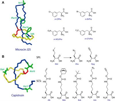 Recent Advances and Perspectives on Expanding the Chemical Diversity of Lasso Peptides